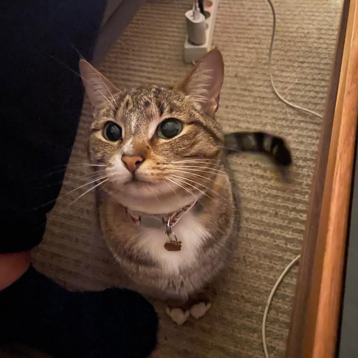 Cat input subject