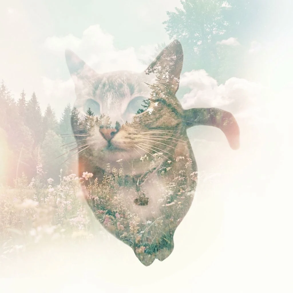 Double Exposure — Studio Cat subject