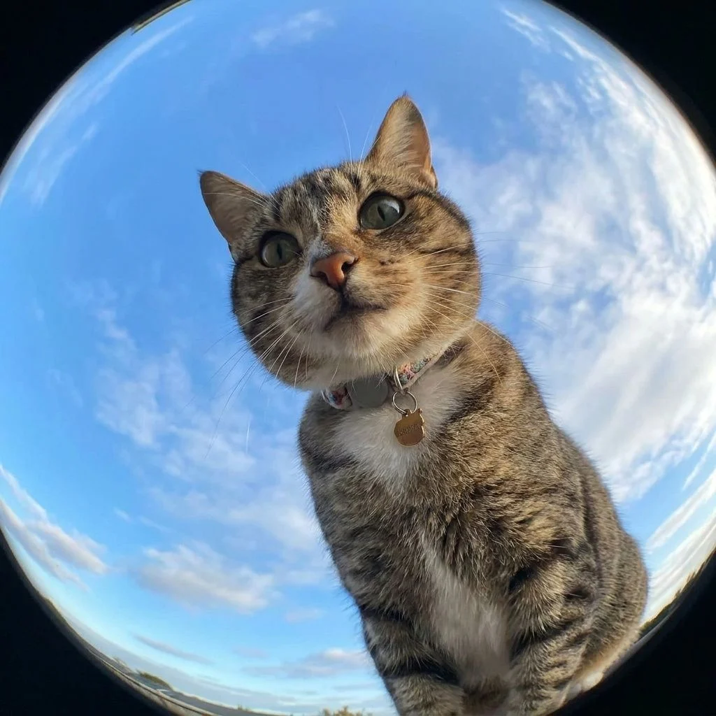 Fisheye Sky — Studio Cat subject