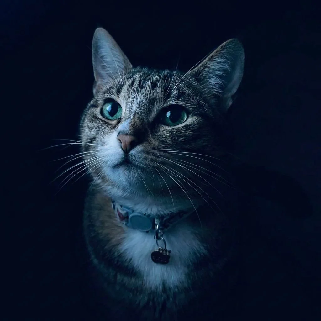 Midnight Blue — Studio Cat subject