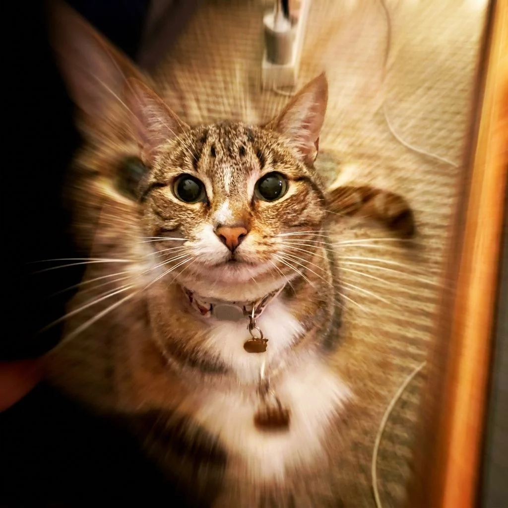 Motion Blur II — Studio Cat subject