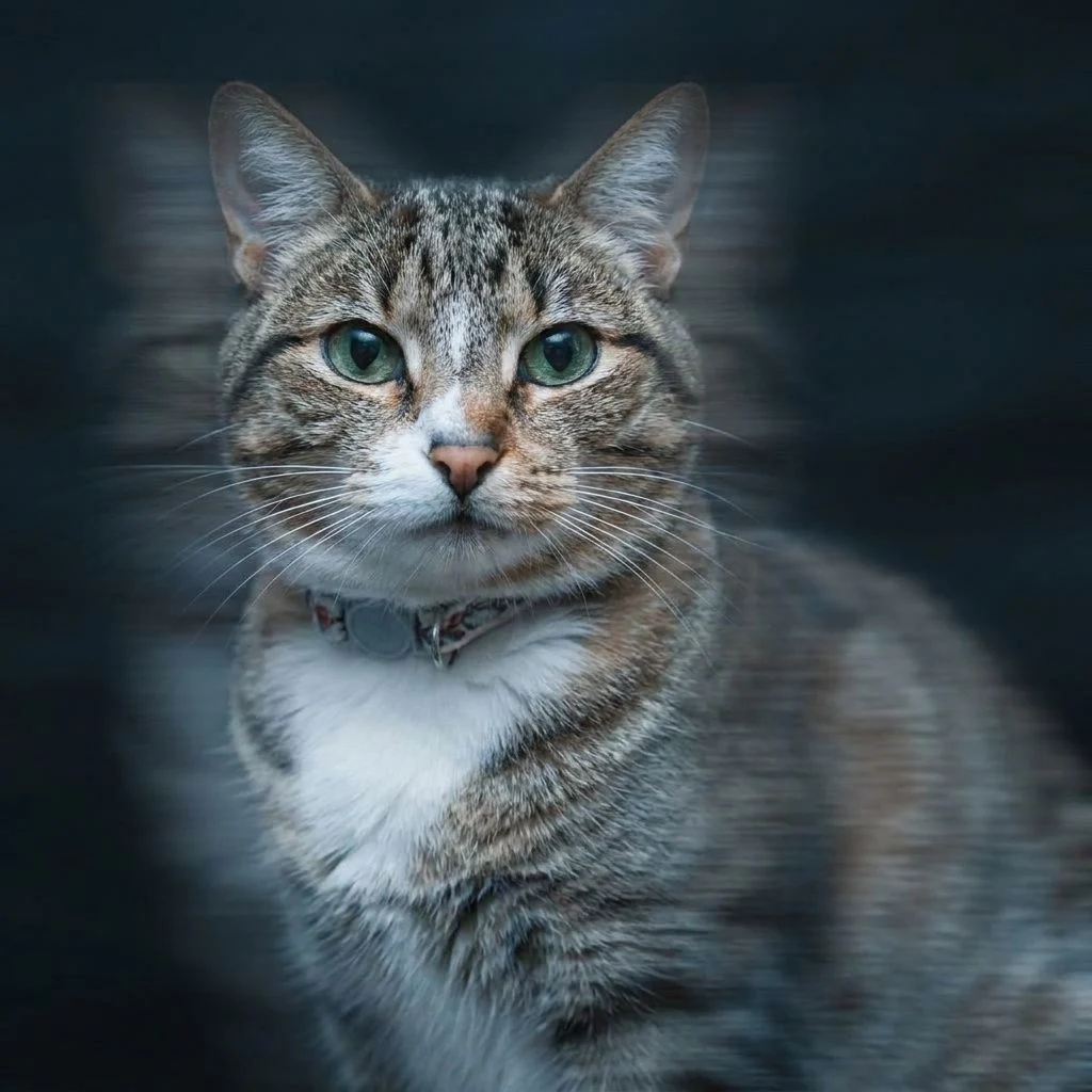 Motion Blur — Studio Cat subject