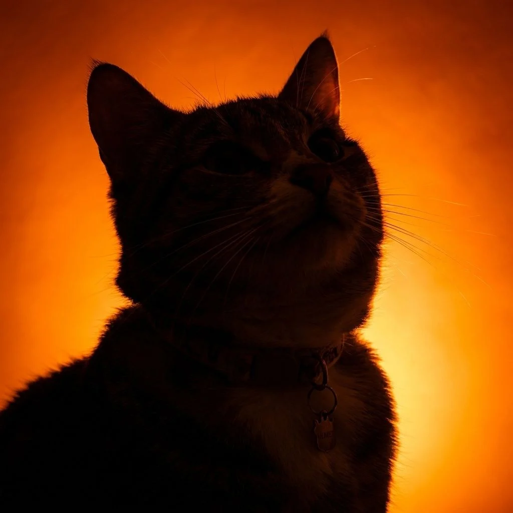 Sunset Silhouette — Studio Cat subject