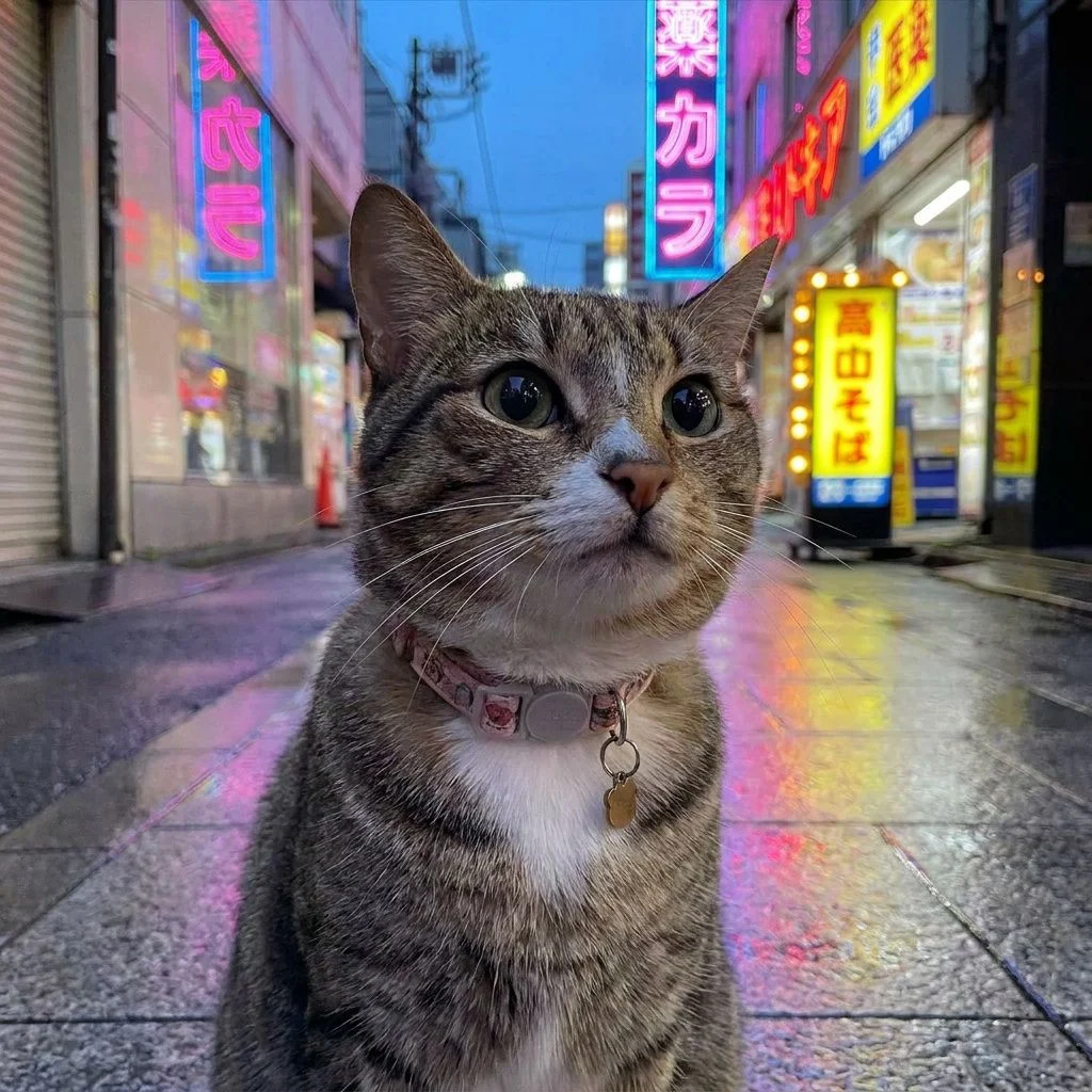 Tokyo Neon — Studio Cat subject